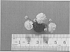 Gypsophila%20paniculata%20L.%20%27Pearls%20Ginga%20Way%27