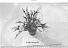 Rhipsalidopsis%20x%20hybrida%20%27PKMRhips06%27