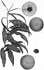 Prunus%20persica%20%27Burpeachthirtyfour%27