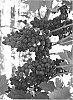 Vitis%20vinifera%20%27IFG%20Fifteen%27