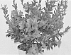 Rhododendron%20hybrida%20%27AZ%2047%27