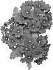 Verbena%20hybrida%20%27Duempgodi%27