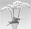 Phalaenopsis%20hybrida%20%27FLOR168625%27