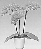 Phalaenopsis%20hybrida%20%27Lions%20Dive%27