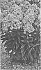 Phlox%20paniculata%20%27Glamour%20Girl%27