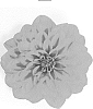 Dahlia%20%27Dafemogtyve%27