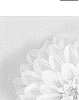 Dahlia%20%27Daseksogtyve%27