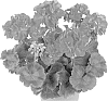 Pelargonium%20zonale%20%27Dueazul%27