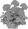 Pelargonium%20zonale%20%27Dueimrobi%27