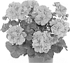 Pelargonium%20peltatum%20%27Duegbofpi%27