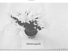 Rhipsalidopsis%20x%20hybrida%20%27PKMRhips04%27