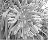 Agapanthus%20praecox%20%27Croft%27s%20Pearl%27