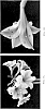 Hippeastrum%20Herb.%20%27Jax%27