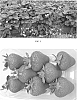 Fragaria%20x%20ananassa%20%27Verity%27