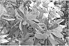 Rhododendron%20hybrida%20%27AZ%2035%27