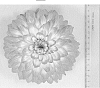 Dahlia%20%27Dasyvogtyve%27