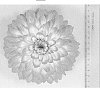 Dahlia%20%27Dasyvogtyve%27