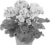 Pelargonium%20zonale%20%27Duevinsky%27