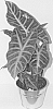 Alocasia%20hybrid%20%27ALO4%27