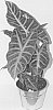 Alocasia%20hybrid%20%27ALO4%27