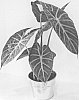 Alocasia%20hybrid%20%27ALO2%27