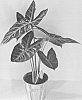 Alocasia%20hybrid%20%27ALO5%27