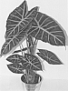 Alocasia%20hybrid%20%27ALO3%27