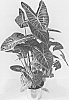 Alocasia%20hybrid%20%27ALO1%27