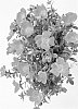 Portulaca%20hybrida%20%27Duecupcar%27