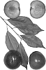 Prunus%20species%20%27Crimson%20Carson%27