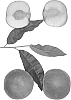 Prunus%20persica%20%27RICH%20SNOW%27