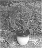 Albizia%20julibrissin%20%27NCAJ1%27