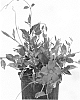 Mandevilla%20splendens%20%27FGVR2%27