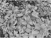 Hydrangea%20macrophylla%20%27SMHMSV%27