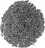Chrysanthemum%20x%20morifolium%20%27Fimmerdered%27