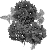 Verbena%20hybrida%20%27Duemprialbu%27