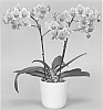 Phalaenopsis%20hybrida%20%27Grazia%27