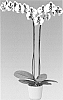 Phalaenopsis%20hybrida%20%27Moondance%27