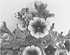 Petunia%20hybrid%20%27KLEPH12220%27