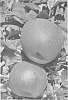 Malus%20domestica%20Borkh.%20%27REGALYOU%27