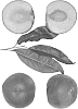 Prunus%20persica%20%27Rich%20Fire%27