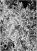 Distylium%20myricoides%20%27sPg-3-007%27