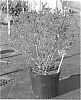 Ilex%20verticillata%20%27FarrowBPop%27