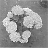Hydrangea%20macrophylla%20%27SMHMES14%27