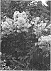 Hydrangea%20paniculata%20%27WRHPBB2%27