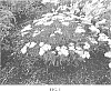 Achillea%20%27NOVAACHDUS%27