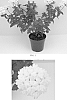 Verbena%20x%20hybrida%20%27Balendish%27