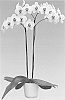 Phalaenopsis%20hybrida%20%27Everly%20Bear%27