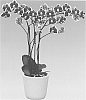 Phalaenopsis%20hybrida%20%27Airborne%27