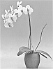 Phalaenopsis%20hybrida%20%27Gold%20City%27